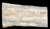 Polished Petrified Wood Limb - Madagascar #54604-2
